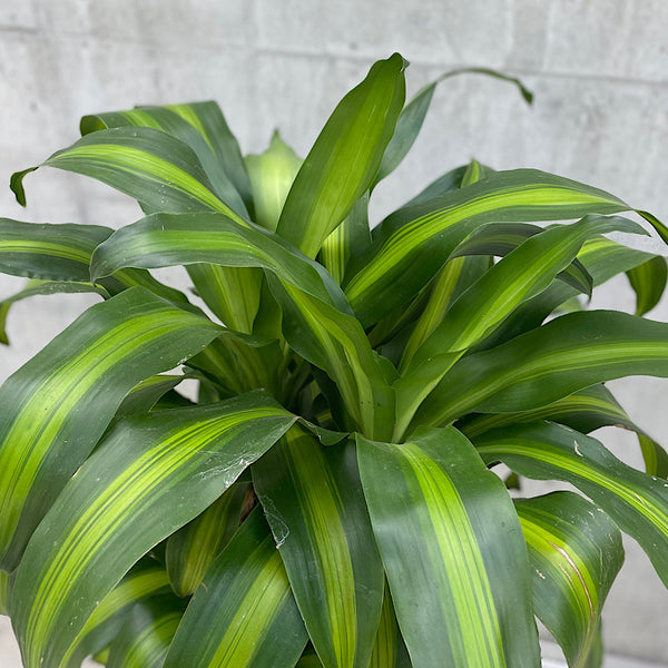 Dracaena Fragrans Massangeana Happy Plant 300mm