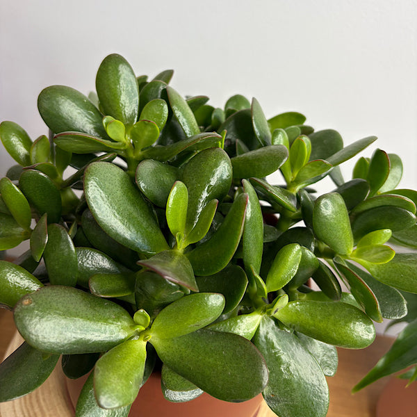 Crassula Ovata Succulent in Medium Oslo Pot Brick
