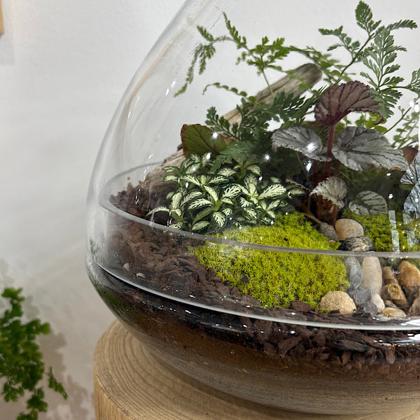 Large Luka Teardrop Dome Lush Terrarium #2509