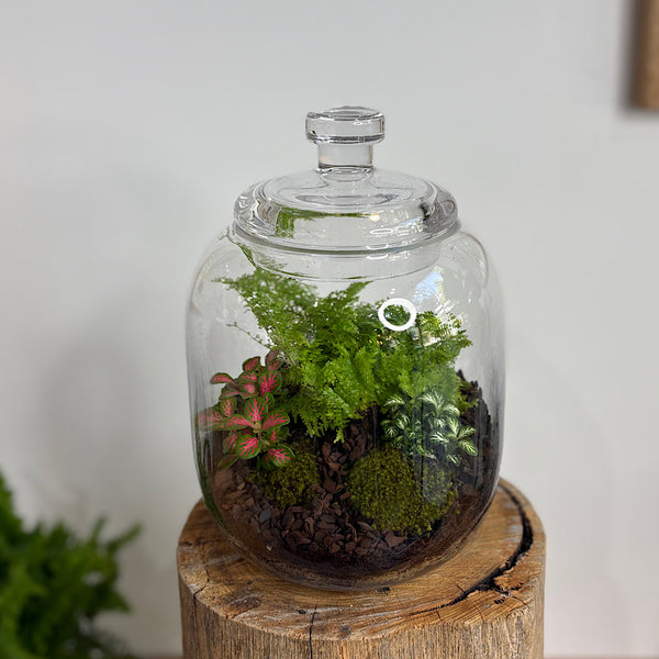 Fern & Fittonia Medium Frida Terrarium