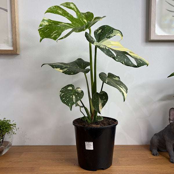 Monstera Thai Constellation Variegated 150mm