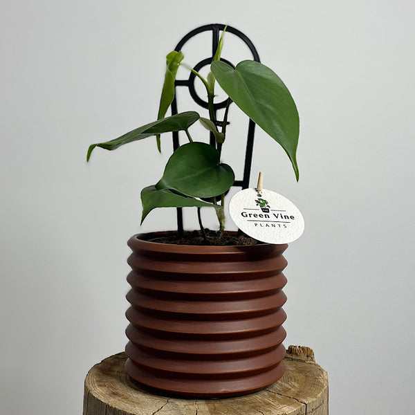 Heart Leaf Philodendron in Berlin Pot Brick