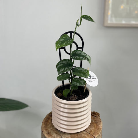 Satin Pothos in Berlin Pot Parchment