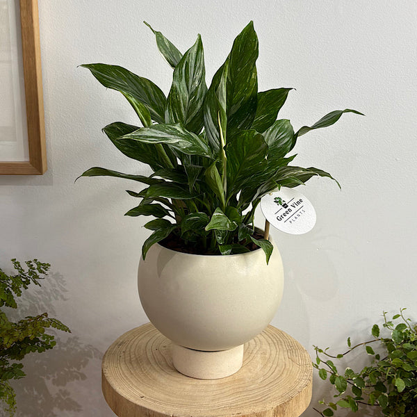 Domino Peace Lily in Small Orbit Pot Oatmeal