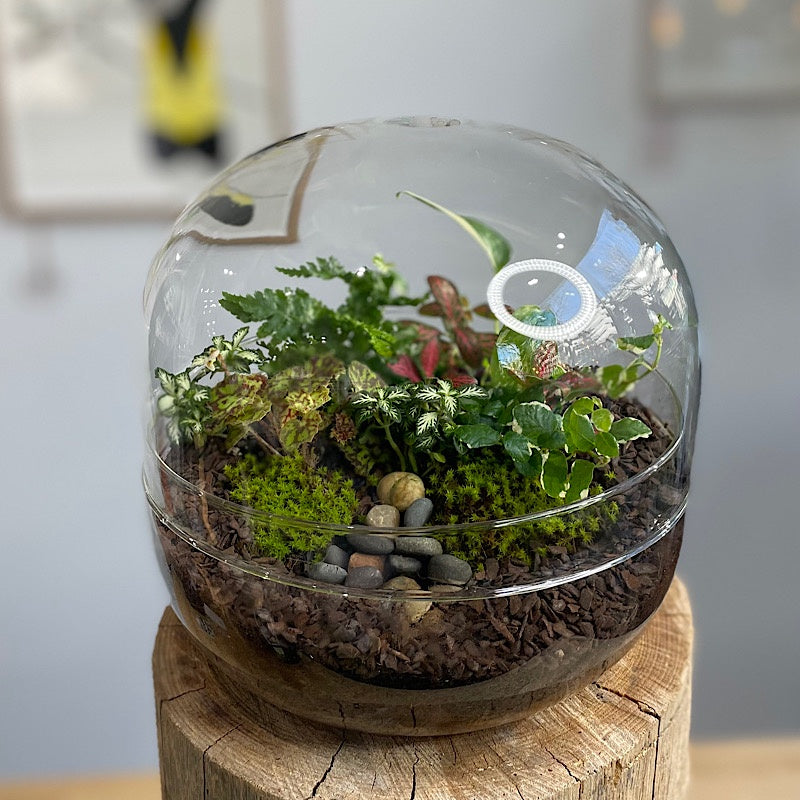 Enclosed Squat Dome Terrarium #3008