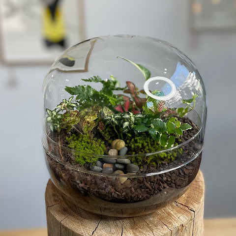 Enclosed Squat Dome Terrarium #3008