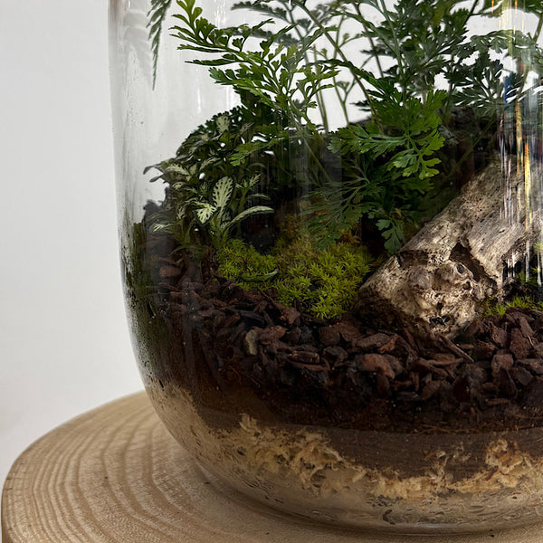 Fern & Fittonia Medium Frida Terrarium