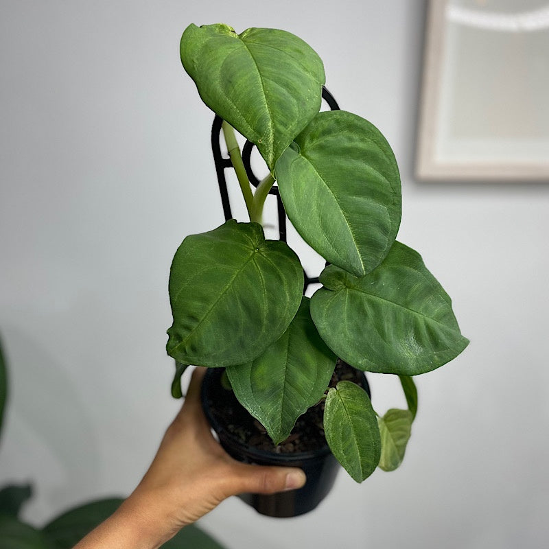 Syngonium Frosted Heart 130mm