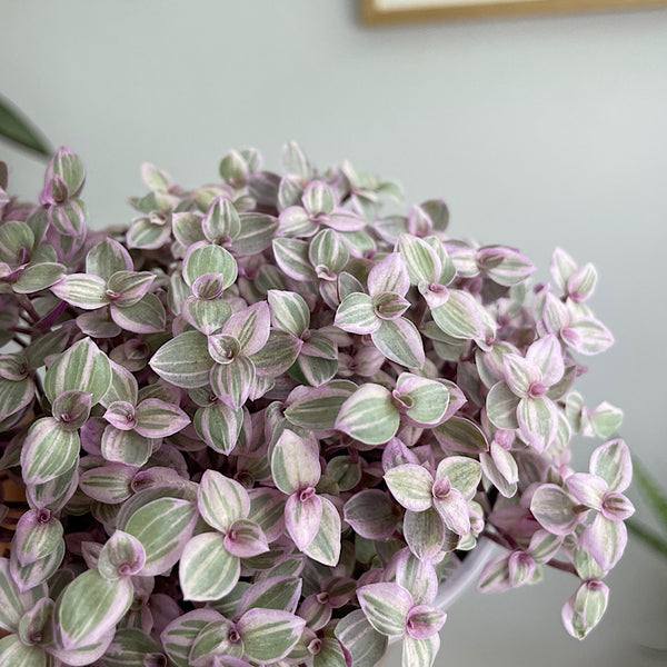 Callisia Repens Pink Lady 105mm
