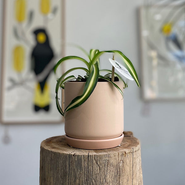 Curly Spider Plant in Small Oslo Pot Peach