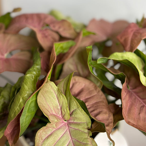 Syngonium Pink Lava in Large Gerti Pot White Speckle