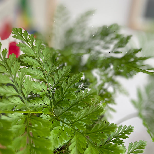 Davallia Fejeensis Rabbits Foot Fern 120mm