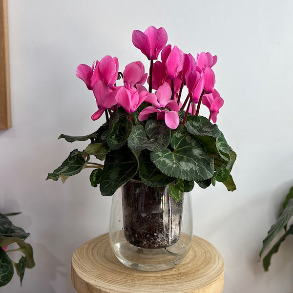 Pink Cyclamen in Large Clear Self Watering Glass Pot
