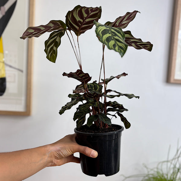 Calathea Makoyana Peacock Plant 130mm