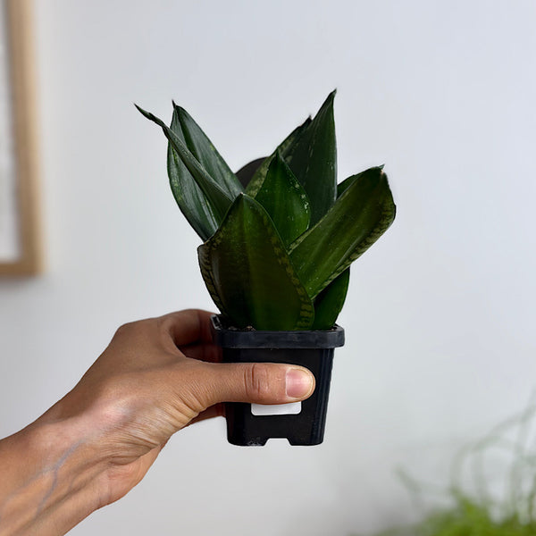Sansevieria Whitney Hahnii Snake Plant 70mm