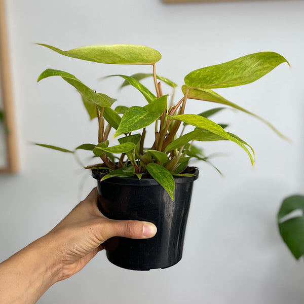 Philodendron Painted Lady 130mm