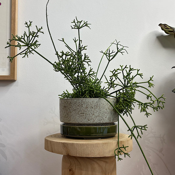 Rhipsalis Coral Cactus in Wide Pollock Pot Limestone