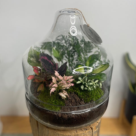 Large Teardrop Dome Terrarium #0424