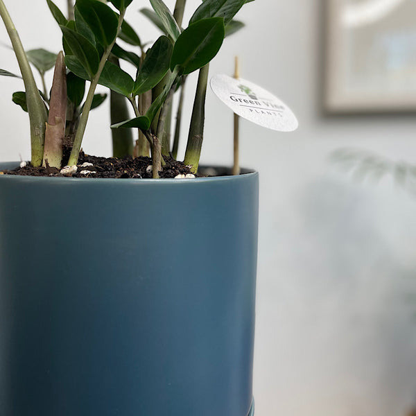 Zanzibar Gem in Large Oslo Pot Navy