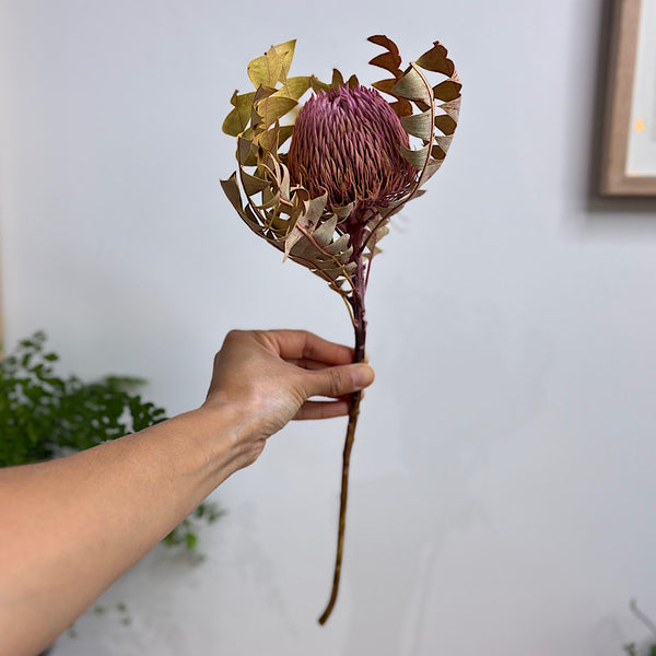 Dried Australian Banksia Baxteri