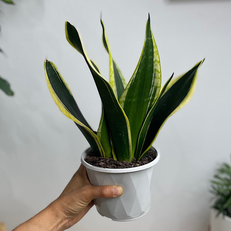 Sansevieria Black Gold Snake Plant 130mm