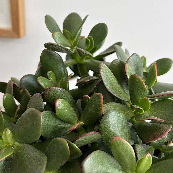 Crassula Ovata Succulent in Medium Oslo Pot Navy