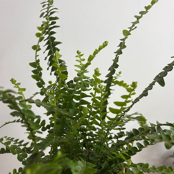 Lemon Button Fern in Small Stockholm Pot Eucalyptus