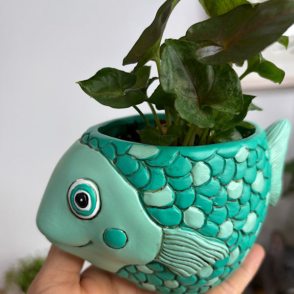 Syngonium in Baby Fish Pot Teal
