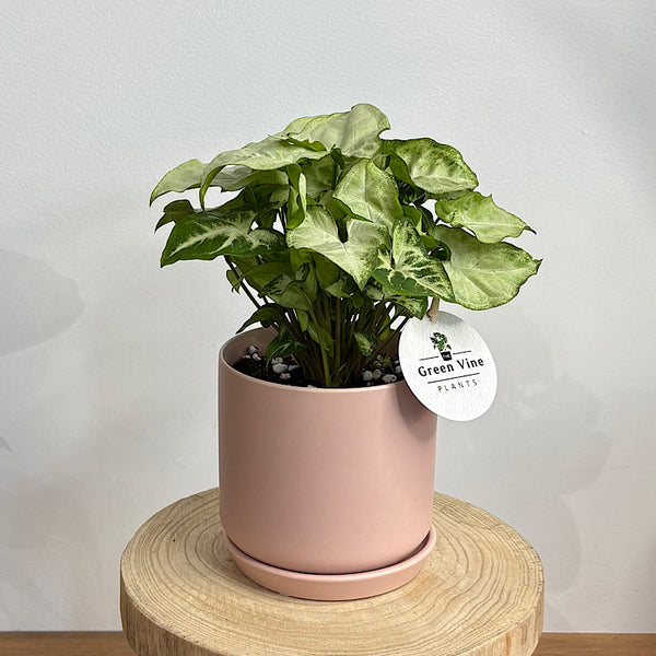 Syngonium White Butterfly in Small Oslo Pot Peach