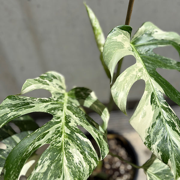 Monstera Borsigiana Albo Variegated Monstera 200mm