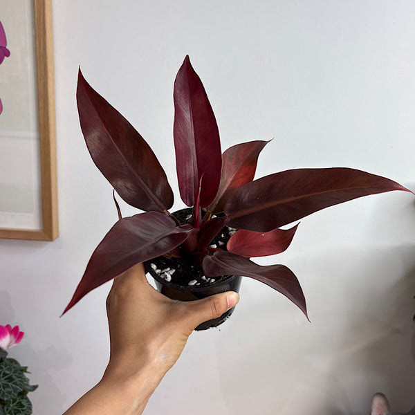 Philodendron Red Sun 100mm