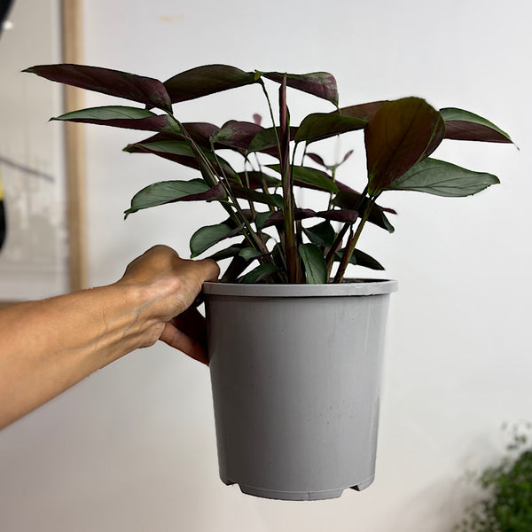 Ctenanthe Grey Star 170mm