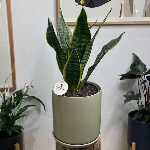 Sansevieria Snake Plant in X-Large Oslo Pot Sage