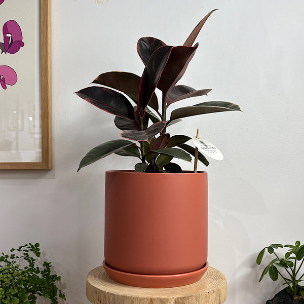 Ficus Elastica Ruby in Large Oslo Pot Sienna