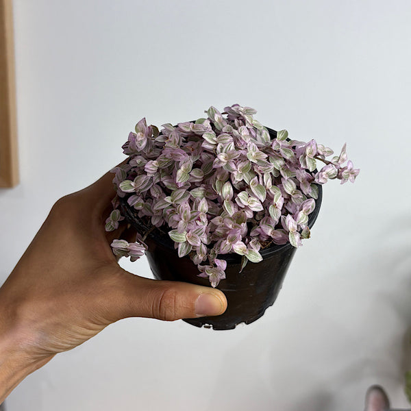 Callisia Repens Pink Panther 100mm