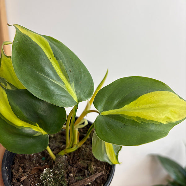 Philodendron Hederaceum Brasil 105mm
