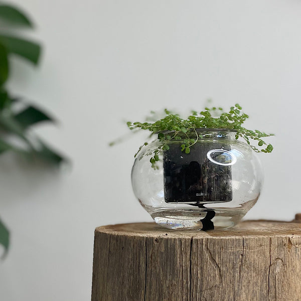 Indoor Plant  in Small Self Watering Glass Pot