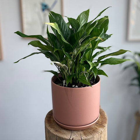 Domino Peace Lily in Medium Oslo Pot Dusty Rose