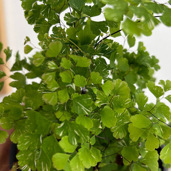 Adiantum Variegatum Maidenhair Fern 100mm
