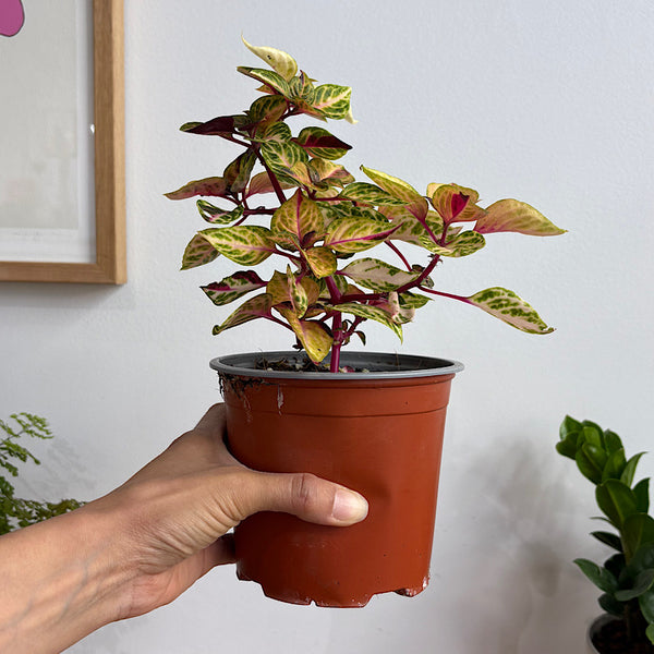 Iresine Variegated 130mm