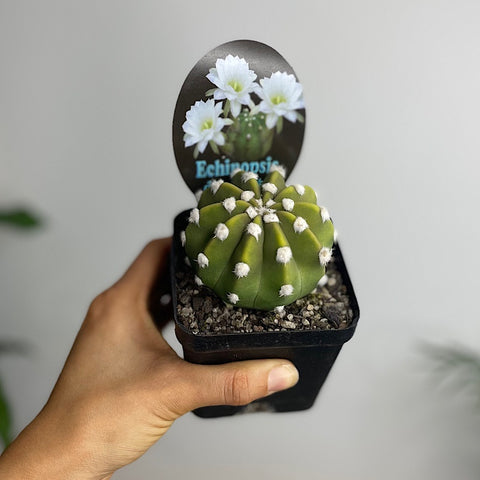 Echinopsis Denudata Cactus 100mm