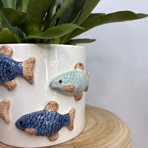 Elkhorn Fern in School of Fish Pot