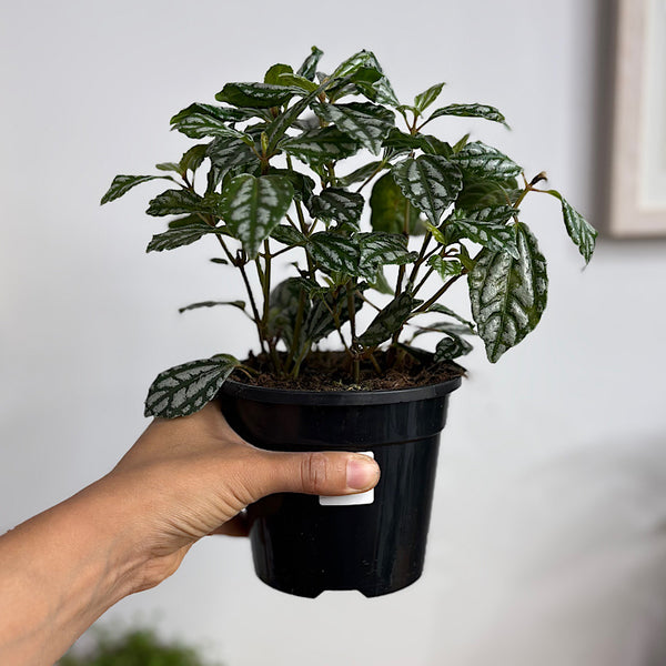 Pilea Cadierei Aluminium Plant 120mm