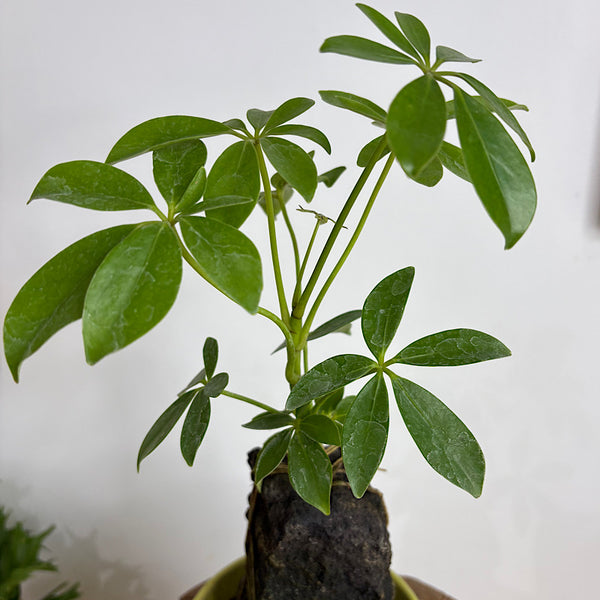 Schefflera Life on the Rocks Round Pot Green