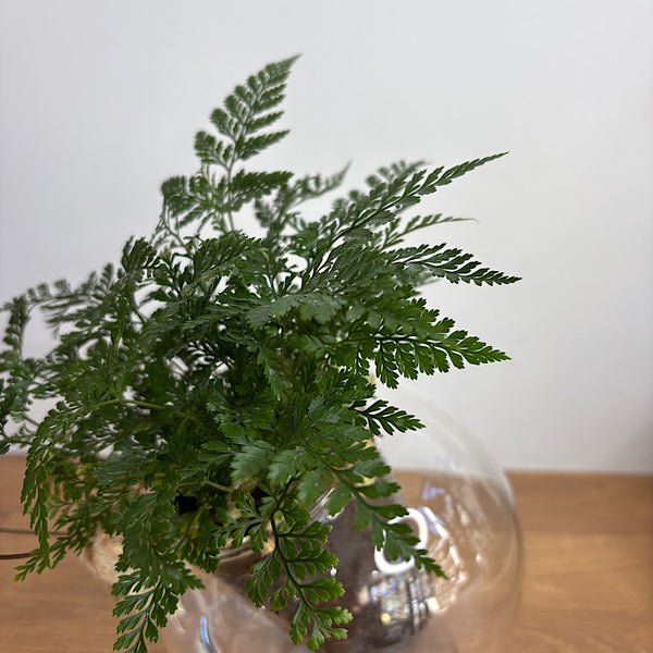 Rabbits Foot Fern in Medium Tilted Self Watering Glass Pot