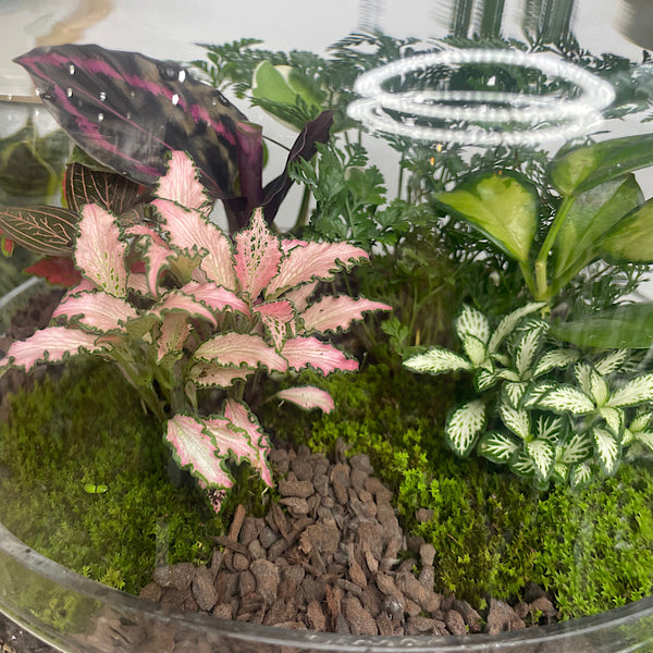 Large Teardrop Dome Terrarium #0424