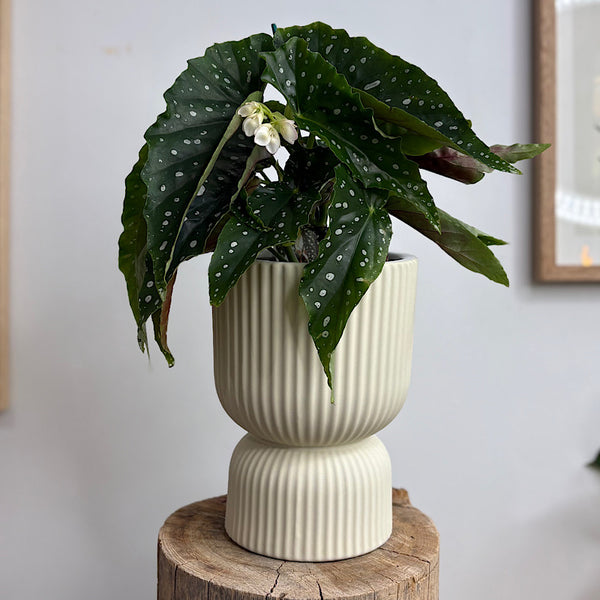 Begonia Maculata in Palina Pedestal Pot Ivory