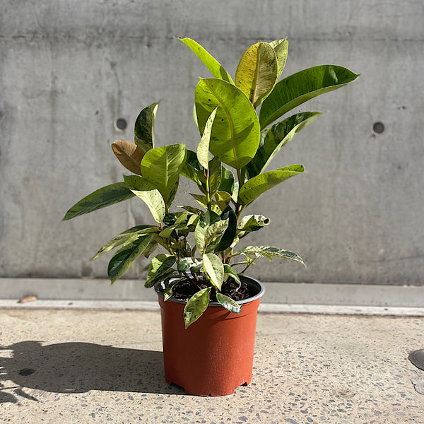 Ficus Elastica Shivereana 190mm