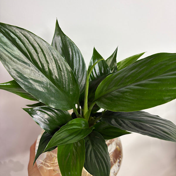 Peace Lily in Posy Squat Vase 15cm