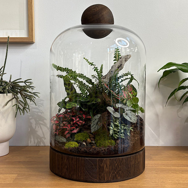 Jumbo Helga Terrarium with Lush Forrest with Timber Base and Ball #0209